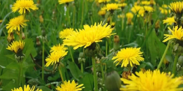 Dandelion Tincture Helps with Many Diseases